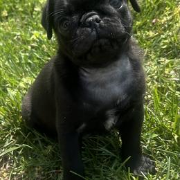 Lary - Black male Pug puppy in Indian Trail, North Carolina from Love Pugs