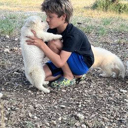 Berger Blanc Suisse and German Shepherd Puppies from Scenic Creek German Shepherds and White Swiss Shepherds