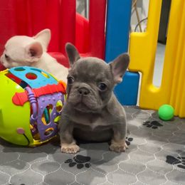 Summer - Tricolors female French Bulldog puppy in Houston, Texas from YZC Frenchies at 4C Ranch