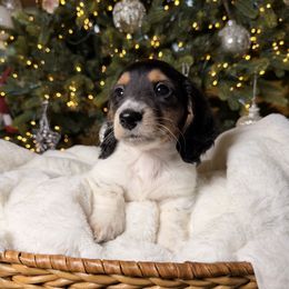 Indigo - Piebald male Dachshund puppy in Santa Rosa, California from Signatures Mini Dachshunds
