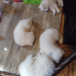 Borzoi and Samoyed Puppies from Kalabria