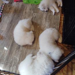 Borzoi and Samoyed Puppies from Kalabria