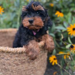 Marigold - Black and tan female Cavapoo puppy in Putnam, Connecticut from Driftwood Acres