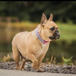 French Bulldog All Grown Up from Head Turner Kennels, LLC
