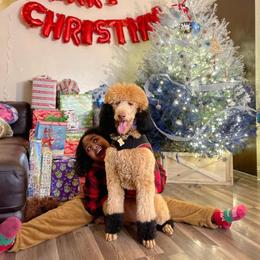 Honey - Poodle