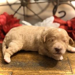 Grumpy - Red  male Goldendoodle puppy in Bradenton, Florida from Christianna’s Mini Goldendoodles