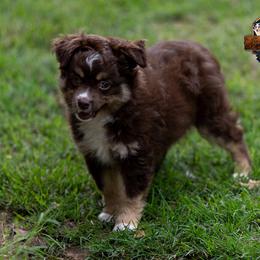 Aurora - Red tri-color female Miniature American Shepherd puppy in Granbury, Texas from Best Little Aussies