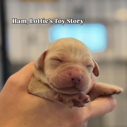 Ham - Yellow male Labrador Retriever puppy in Owosso, Michigan from Bennington Retrievers