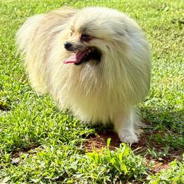 Mary - Pomeranian