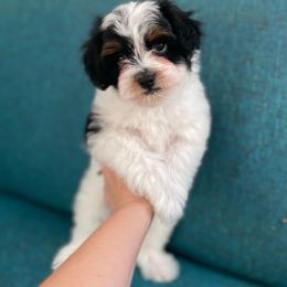 Bernedoodle, Boxer, Goldendoodle, Havapoo, and Poodle Puppies from Lady Paws Puppies