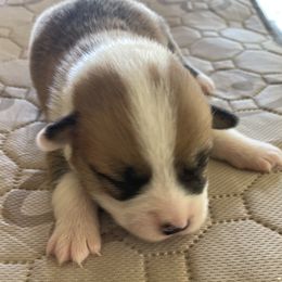 Pembroke Welsh Corgi Puppies from Mesa Acre