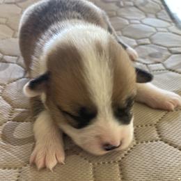 Pembroke Welsh Corgi Puppies from Mesa Acre