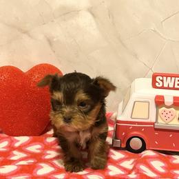 Theodore (teal collar) - Chocolate and tan male Yorkshire Terrier puppy in Jacksonville, Florida from TLJ Choco Yorkie Love