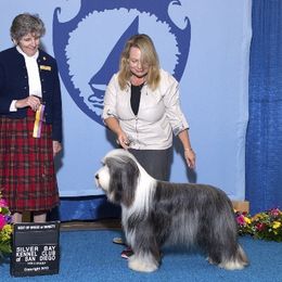 Bearded Collie All Grown Up from McCrystal Beardies