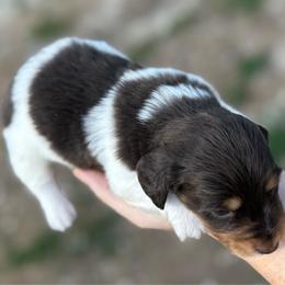 Reese - Piebald male Dachshund puppy in London, Kentucky from Steele Half Acre Homestead