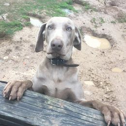 Sarge  - Weimaraner
