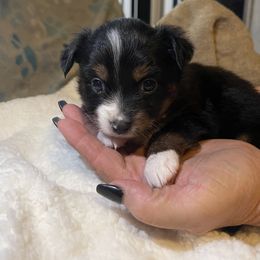 Miniature Australian Shepherd Puppies from Yost Family Mini Aussies