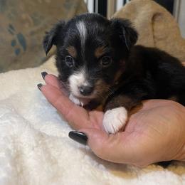 Miniature Australian Shepherd Puppies from Yost Family Mini Aussies