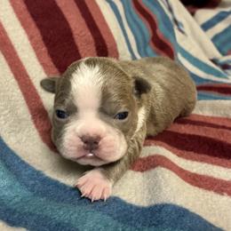 Mugsy - Lilac male Boston Terrier puppy in Corning, California from SB Bostons / Raksha Malinois