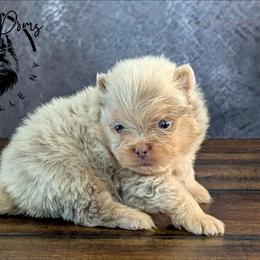 Cannoli - Lavender male Pomeranian puppy in Fultonville, New York from Sandy Aussies & Pomeranians