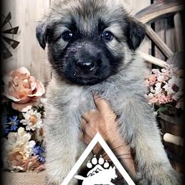 Kimber - Sable female German Shepherd puppy in Sequim, Washington from German Shepherd Haus