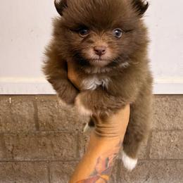 Moose - Chocolate parti male Pomeranian puppy in San Diego, California from SD Bullies