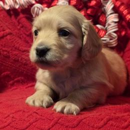 Female - Cream female Dachshund puppy in Romney, Indiana from Brown's Valley Dachshunds