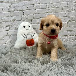 Ron - Apricot male Cavapoo puppy in Lancaster, Missouri from Cavapoo Acres