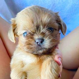 German Shepherds and Shih Tzus from The Creative Rhone Kennel