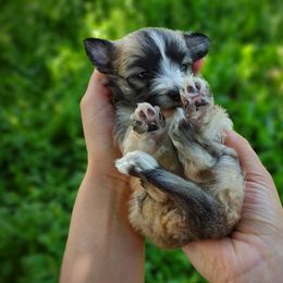 Companion Cross, Havanese, Mal-Shi, Maltese, Maltipoo, Morkie, and Shih Tzu Puppies from Seeking Shalom Acres Maltese, Maltipoos & Havamalts