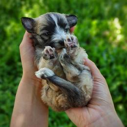 Companion Cross, Havanese, Mal-Shi, Maltese, Maltipoo, Morkie, and Shih Tzu Puppies from Seeking Shalom Acres Maltese, Maltipoos & Havamalts