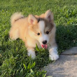 Eliana - Red and white female Pomsky puppy in Broken Arrow, Oklahoma from Sterling Pomskies
