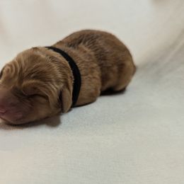 Dilute Retriever and Labrador Retriever Puppies from LC Hunting Labs, LLC.