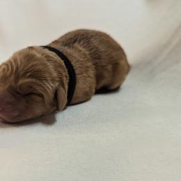 Dilute Retriever and Labrador Retriever Puppies from LC Hunting Labs, LLC.