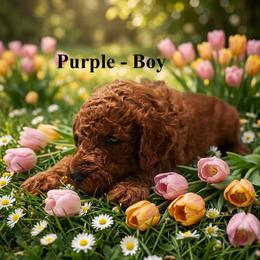 Boy 3 - Red  male Poodle puppy in Mc Henry, Illinois from Sunset Maple Poodles