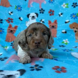 Lucky Day (Three Amigos) - Dapple male Dachshund puppy in Knoxville, Tennessee from Over The Moon Minis