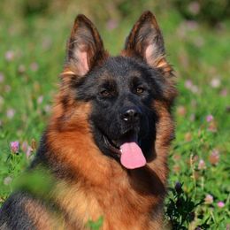 Gavie - German Shepherd