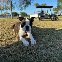 Boston Terrier Puppies from I Love Pups