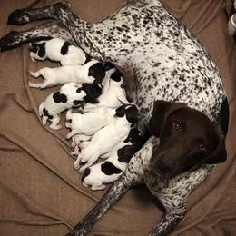 German Shorthaired Pointer Puppies from Hardwood Kennels