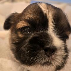 Blue Collar- Bastian - Brown and white male Shichon puppy in Upland, California from IDREAMOFPUPPIES