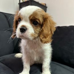 MAX - Blenheim male Cavalier King Charles Spaniel puppy in Pennsylvania from iHeart Cavaliers
