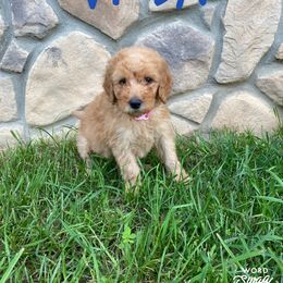 Goldendoodle Puppies from Bear Ridge Doodles