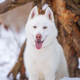 Blitz - Siberian Husky