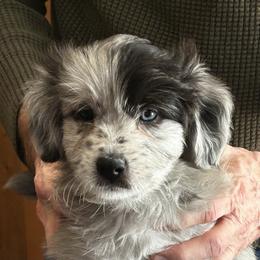 Arrau de La Rive - Blue merle male Pyrenean Shepherd puppy in Ripley, Ohio from La Rive Pyr Sheps LLC