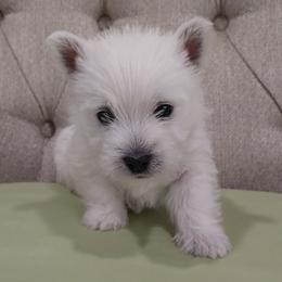 Green Boy - White male West Highland White Terrier puppy in Macy, Indiana from Country Grove Breeding LLC