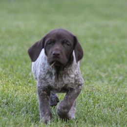 German Shorthaired Pointer Puppies from Mancandy German Shorthairs