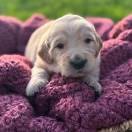 Orange Boy - Light golden male Golden Retriever puppy in Scio, Oregon from Stackhouse Family Farm