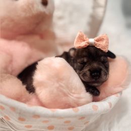 Miniature Schnauzer Puppies from Mt. View's Pretty Little Schnauzers