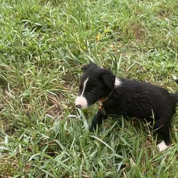 Border Collie Puppies from TiptoeingBorderCollies