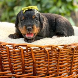 Maple - Phantom female Bernedoodle puppy in Pittsburgh, Pennsylvania from WestPenn Doodles LLC